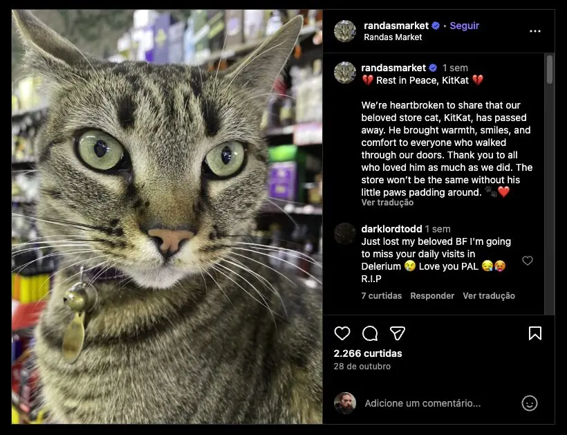 Screenshot de um post no Instagram mostrando o gato KitKat ainda vivo, feito pelo perfil do Randa's Market