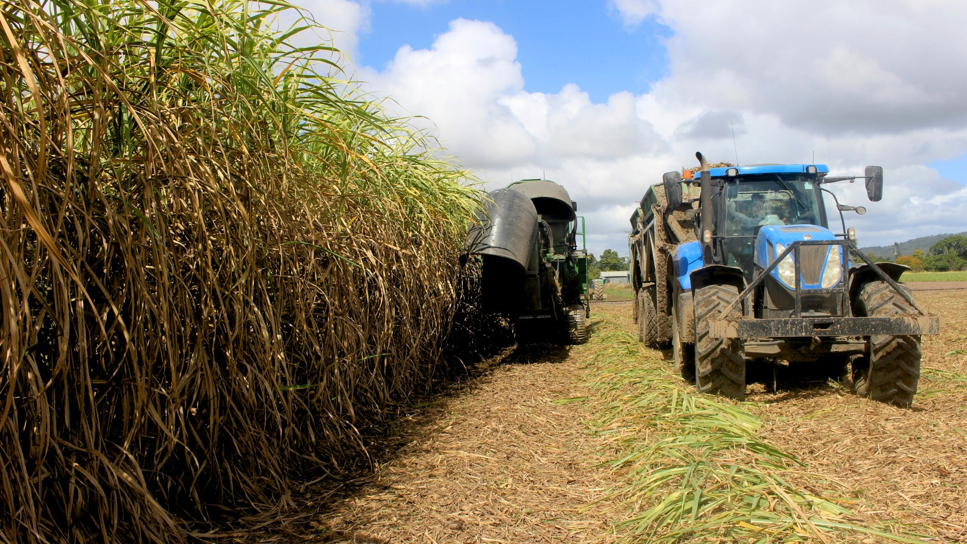 Colheitadeira em plantação de milho