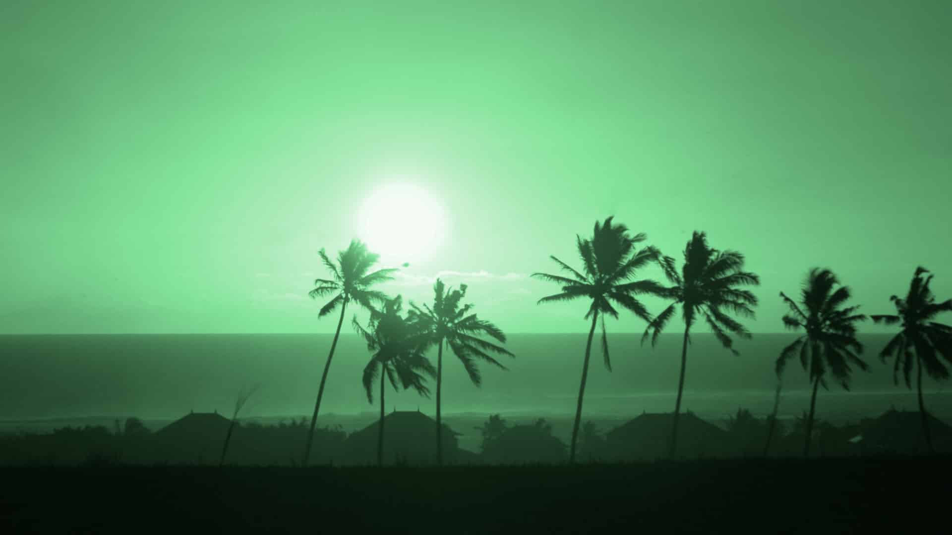 Sol quente com coqueiros