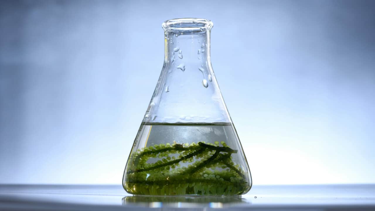 Uma pipeta de laboratório com conteúdo com clorofila